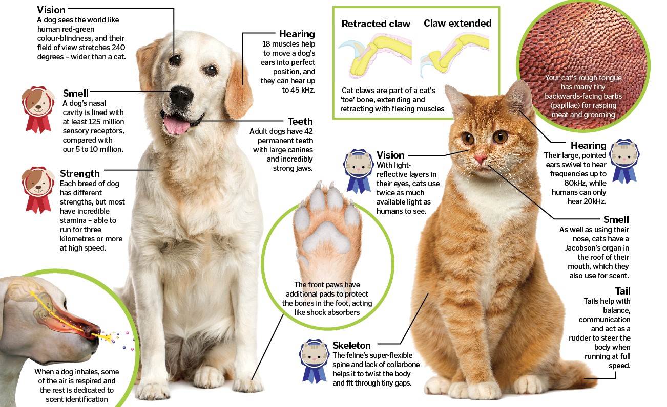 Dogs vs Cats - Binary Image Classification